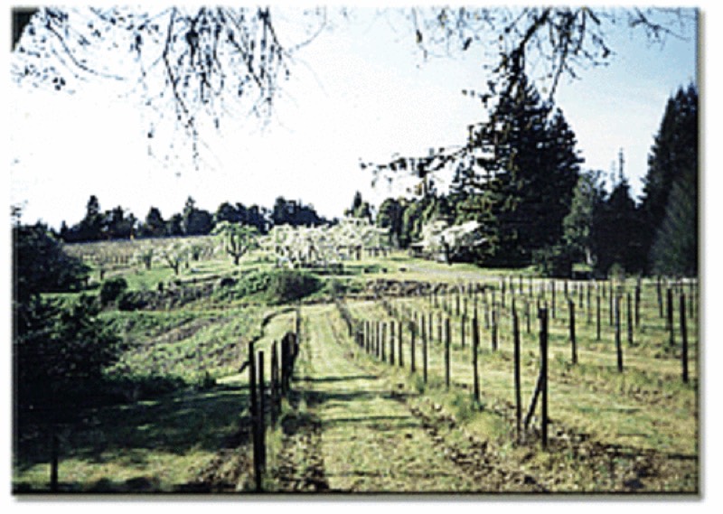 Annapolis Winery