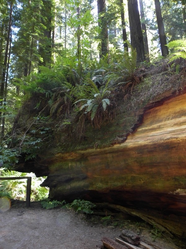 Founders Grove, Avenue of the Giants