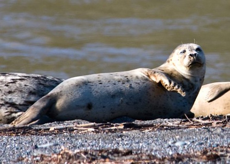 Goat Rock Seal Colony