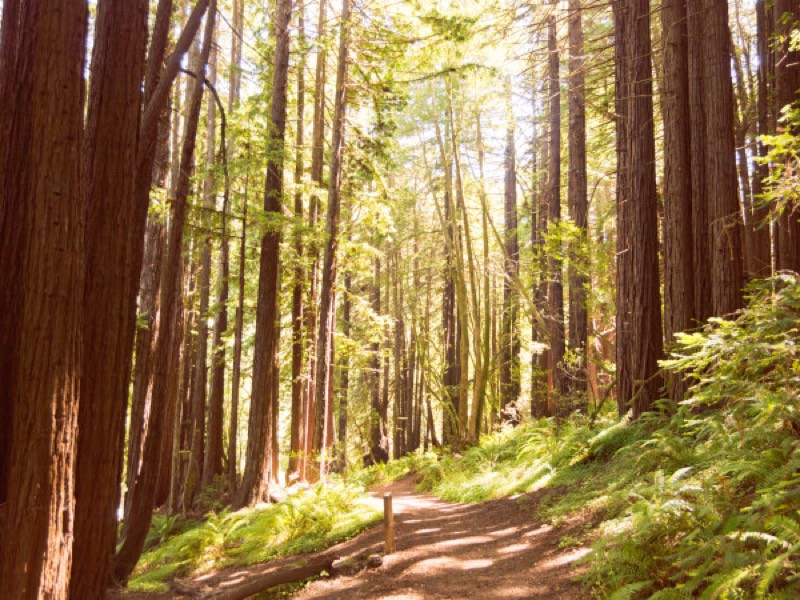 Pomo Canyon Trail